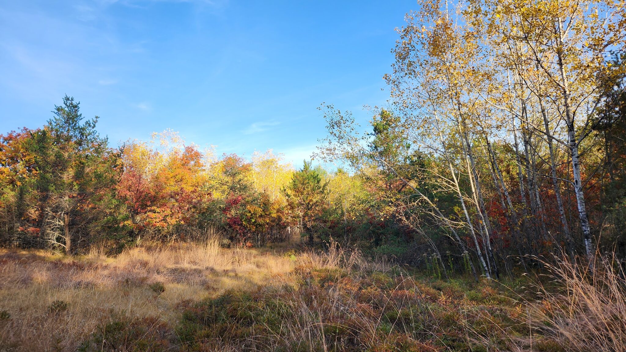 Bigfoot Forest Campground "upland" area.